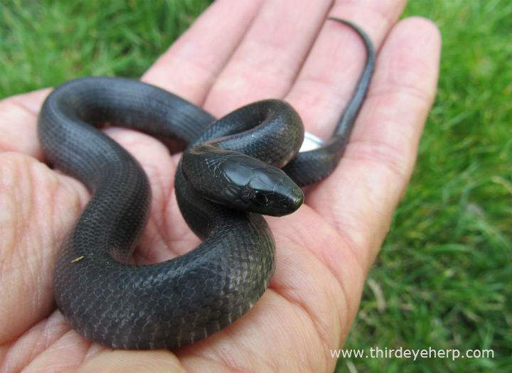 Western Black King Snake